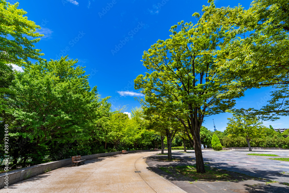 緑鮮やかな初夏の木場公園の風景
