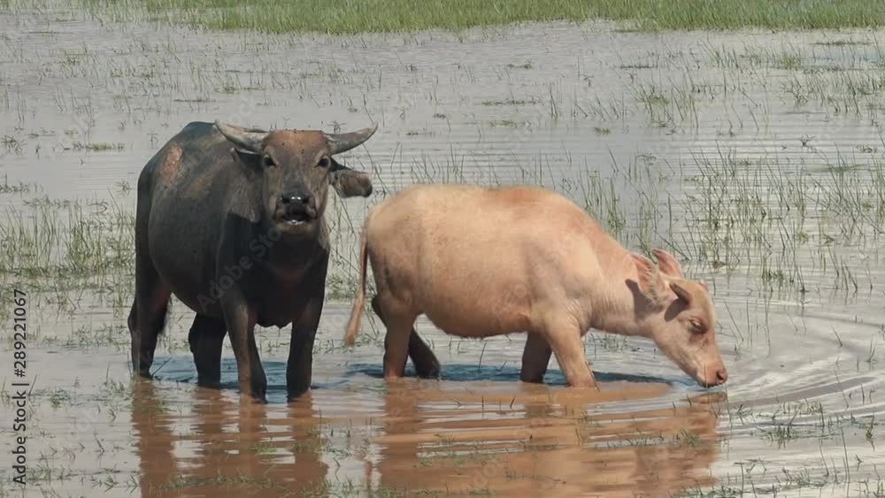 Zoom Out From Mother and Daughter Water Buffalo Enjoying the Water Zoom Out From Mother and Daughter Water Buffalo Enjoying the Water