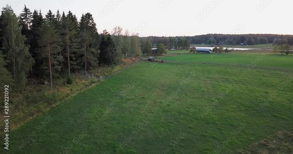 scandinavian nature landscape with cows scandinavian nature landscape with cows
