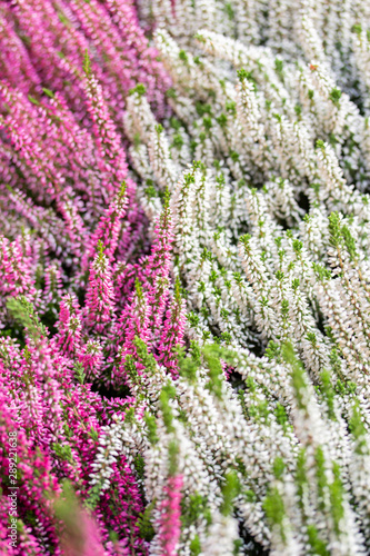 Blooming Heather vulgaris  vertical. Multi-colored twigs with pink white small flowers. Blossom Heather Calluna