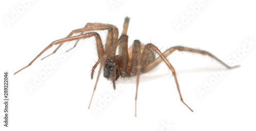 Barn funnel weaver, Tegenaria domestica spider isolated on white background, this spider can often be found in human homes