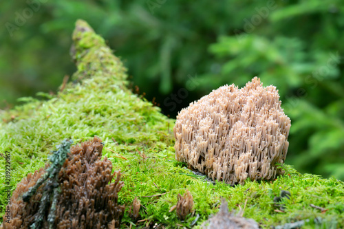 Crown coral, Artomyces pyxidatus growing on aspen wood photo