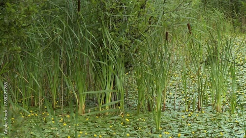 Wallpaper Mural Steady, medium wide shot of a swamp full of lily pads and Typha plants. Torontodigital.ca