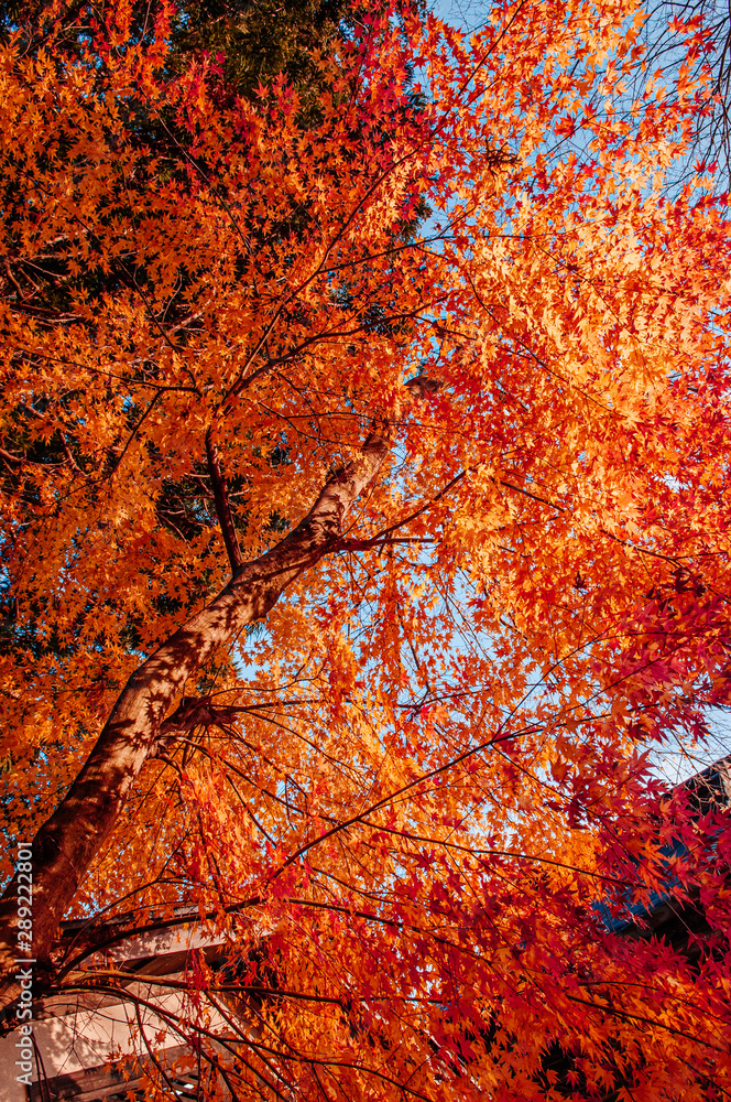 Beautiful vibrant colourful maple leaves in autumn - Yamagata, Japan Beautiful vibrant colourful maple leaves in autumn - Yamagata, Japan