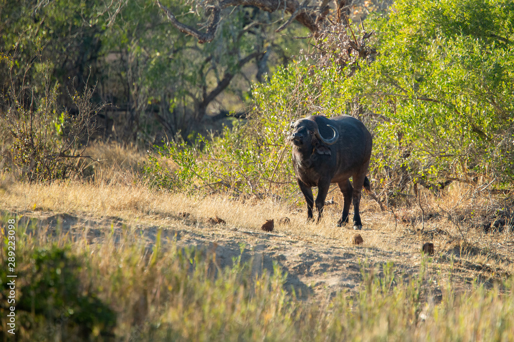 Buffalo breeding herd with large males Buffalo breeding herd with large males