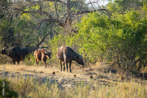 Buffalo breeding herd with large males