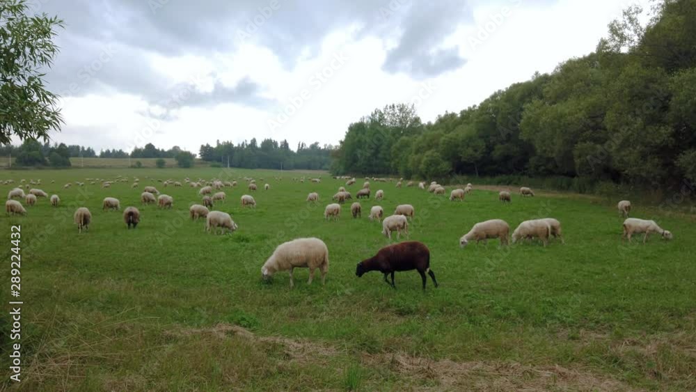 Sheep grazing on green field with one black sheep, slow motion, dolly Sheep grazing on green field with one black sheep, slow motion, dolly