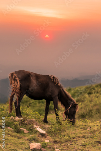 Horses are eating grass in the fields on the tops of the mountains.