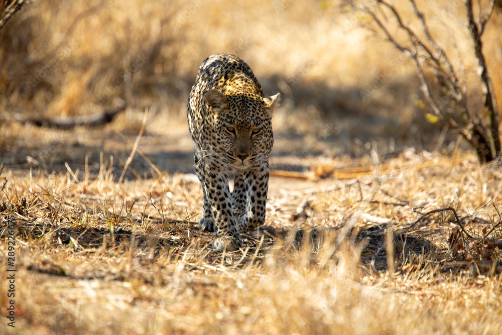 Fototapeta premium Male leopard fleeing from a hyaena after losing his kill. Then being harassed by a herd of elephant