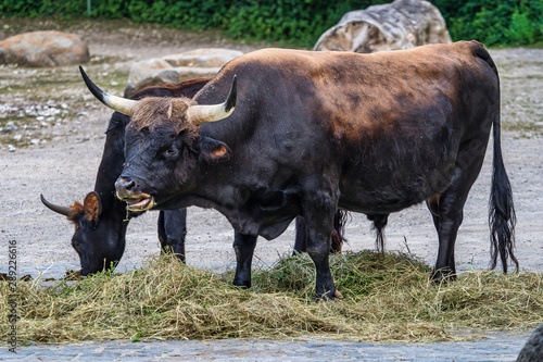 Heck cattle, Bos primigenius taurus or aurochs in the zoo