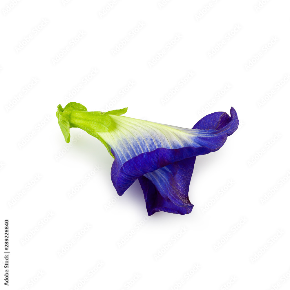 Fototapeta premium Close up Butterfly blue pea flowers on white background.