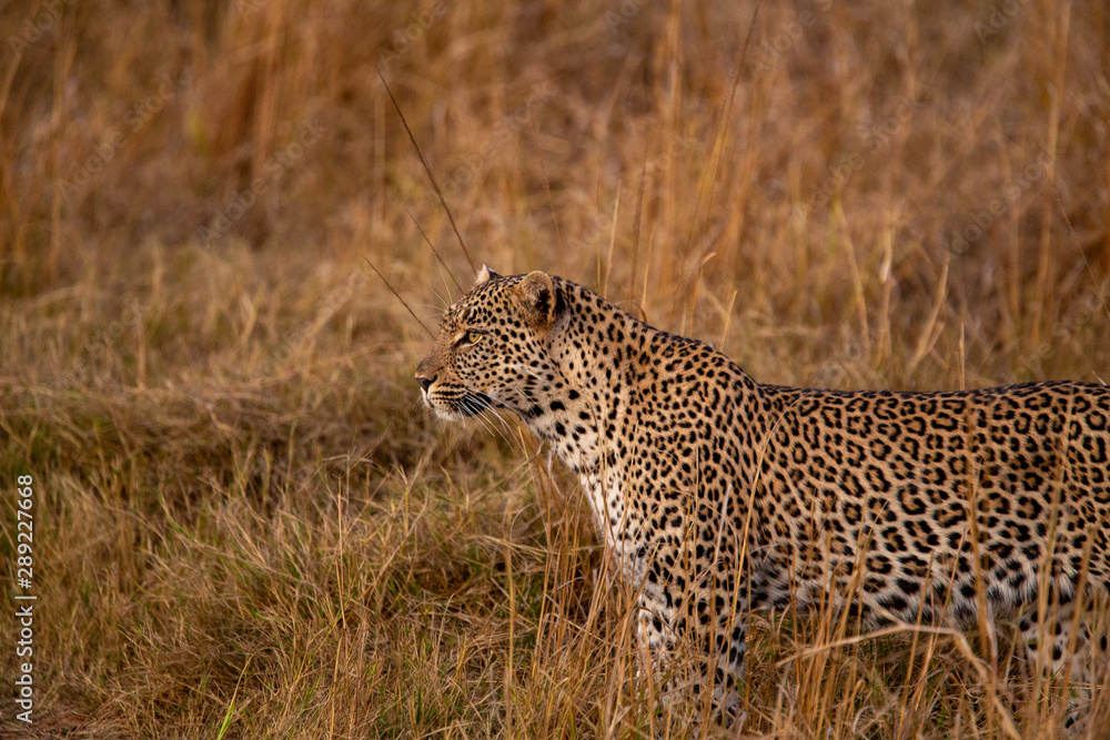 Obraz premium Female leopard trying to get the attention of a nearby male leopard