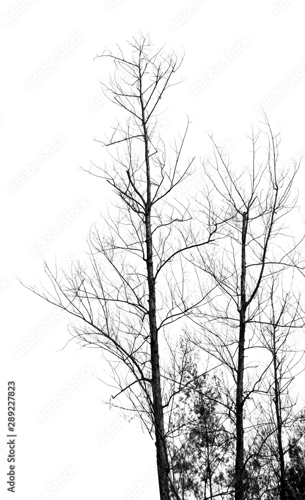 Dead tree silhouette isolated on white background