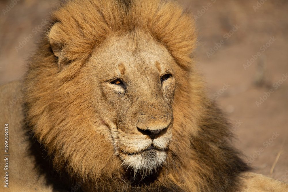 Large dominant male lion in and around his pride 