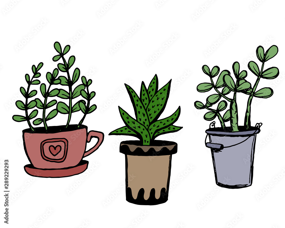 Fototapeta premium Set of different hand drawn house plants in pots. Isolated decorative plants: aloe, crassula, flower for design template, icon, gift card. Sketch style vector illustration.
