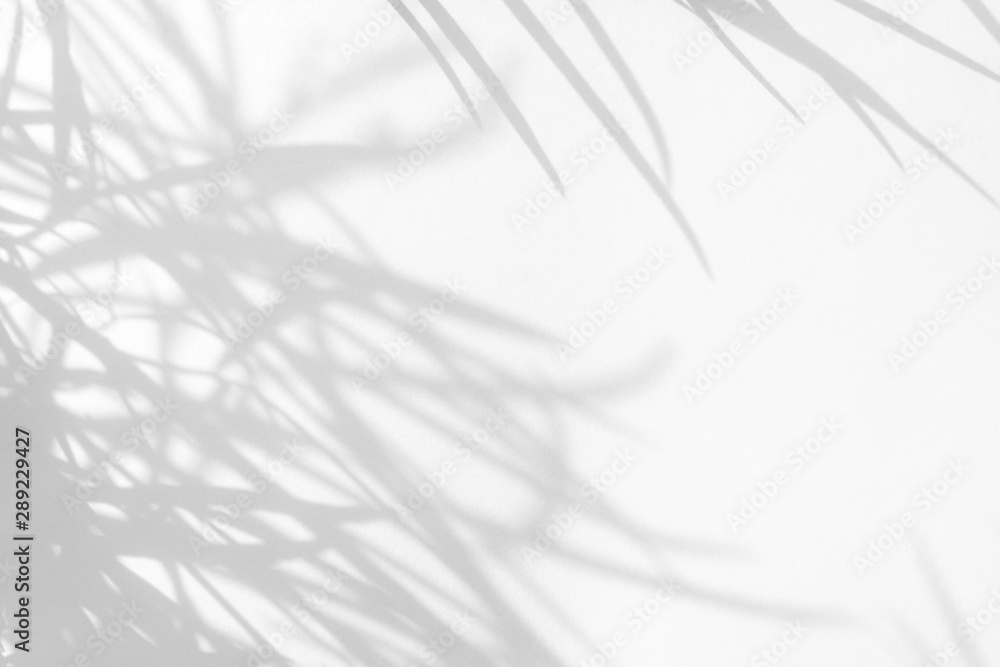 Fototapeta premium Overlay effect for photo. Gray shadows of the delicate grass on a white wall. Abstract neutral nature concept background. Space for text. Blurred, defocused.