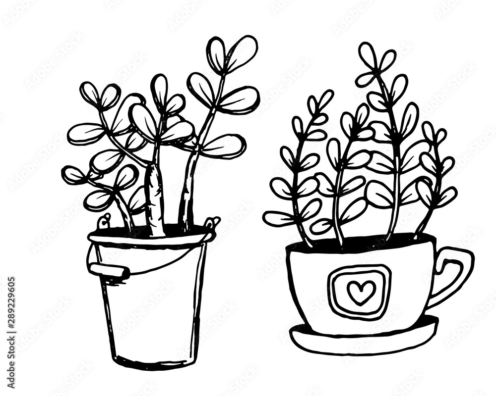 Set of different hand drawn house plants in pots. Isolated decorative plants: aloe, crassula, flower for design template, icon, gift card. Sketch style vector illustration. Set of different hand drawn house plants in pots. Isolated decorative plants: aloe, crassula, flower for design template, icon, gift card. Sketch style vector illustration.
