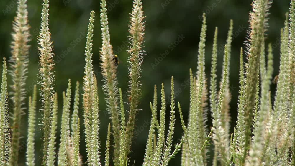 Steady, medium close up shot of bees flying around Triglochin palustris plants.