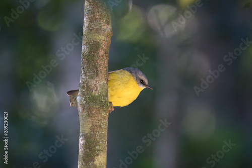 An eastern yellow robin, eopsaltria australis, perched on small tree trunk. In Lamington National Park, Queensland, Australia. photo