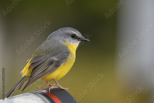 An eastern yellow robin, eopsaltria australis, perched on the end of a photographer's long lens. In Lamington National Park, Queensland, Australia.