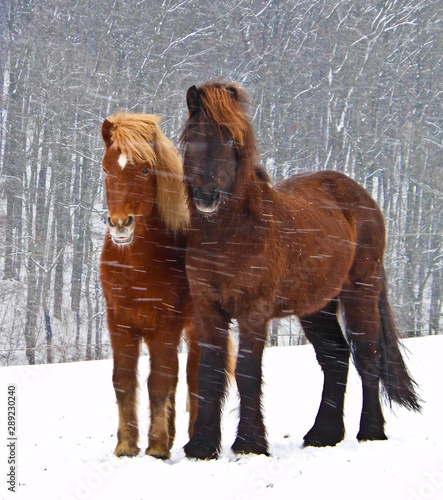 A beautiful, natural portrait of two icelandic horses, looking cute into the camera © Brinja