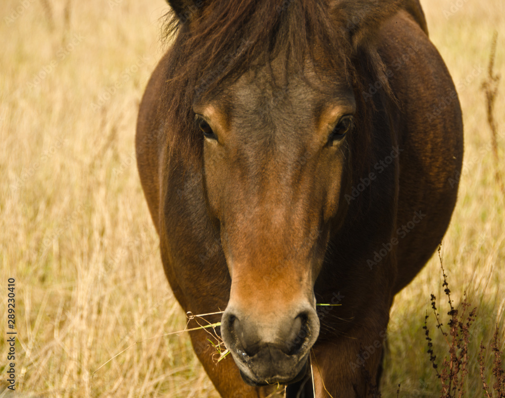 A beautiful, natural portrait of an icelandic horse, looking cute into the camera A beautiful, natural portrait of an icelandic horse, looking cute into the camera