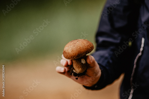 mushrooms in hand