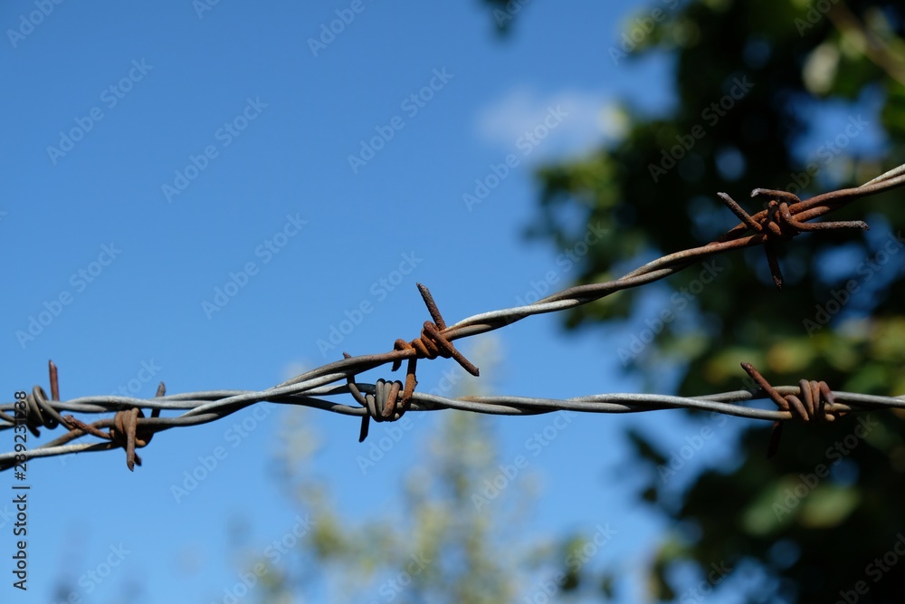 Obraz premium Crossed barbed wire against a green garden and blue sky.