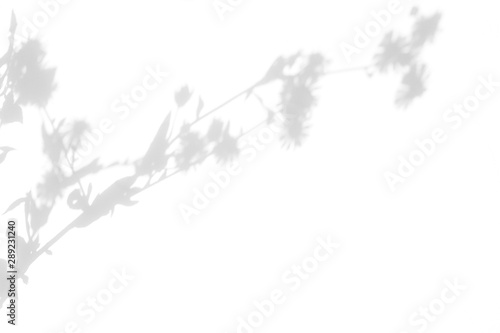 Overlay effect for photo. Gray shadows of the delicate flowers on a white wall. Abstract neutral nature concept blurred background. Space for text.