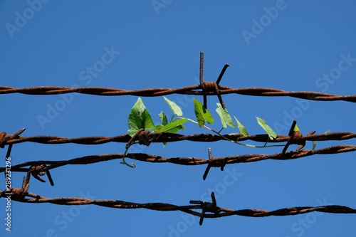 Bindweed (Convolvulus) leaves wrapped on barbed wire against a blue sky like symbol of hope and freedom.