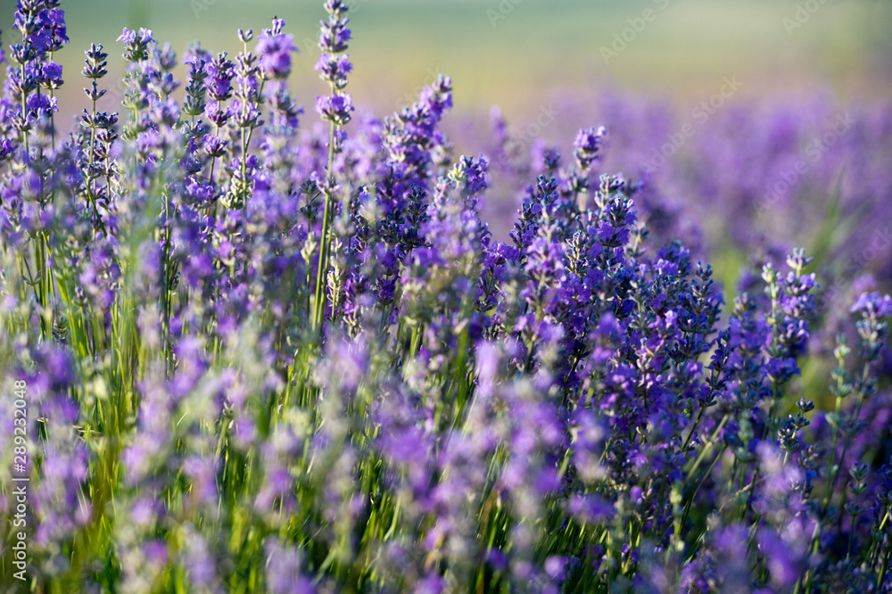 Lavender flowers - Sunset over a summer purple lavender field. Lavender flowers - Sunset over a summer purple lavender field.