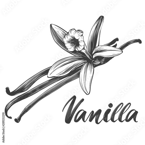 vanilla spice ingredient for cooking food isolated on white background hand drawn vector illustration realistic sketch