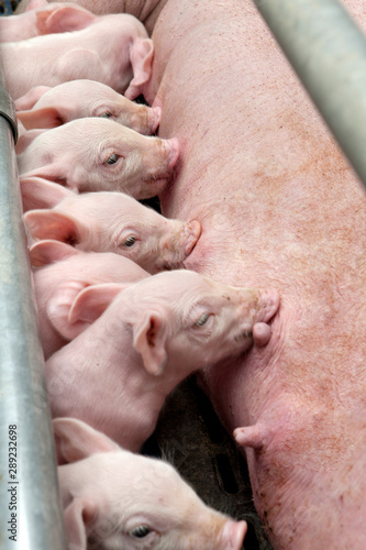 Lactation. Nursing. Feeding. Piglets. Pigs. Pig breeding. Stable. Netherlands.