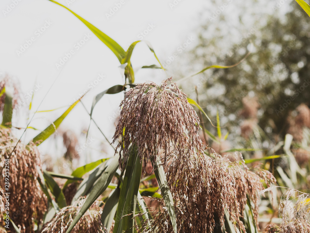 Inflorescence poupre en forme de plumeau du roseau commun (Phragmites — free download