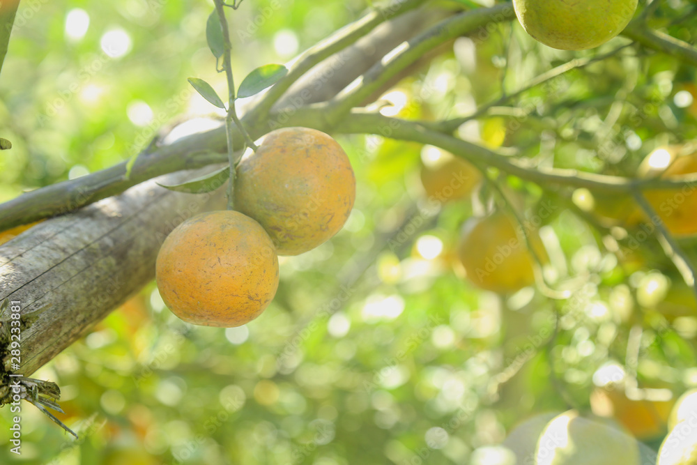 Orange tree in orange farm