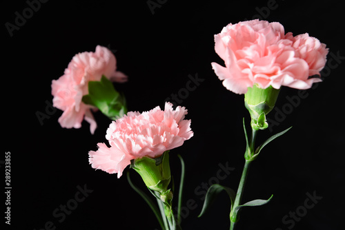 Fototapeta Naklejka Na Ścianę i Meble -  Beautiful carnation flowers on dark background
