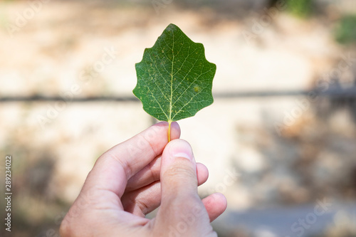 Hand holding a leaf of white poplar  populus alba  in outdoor background.