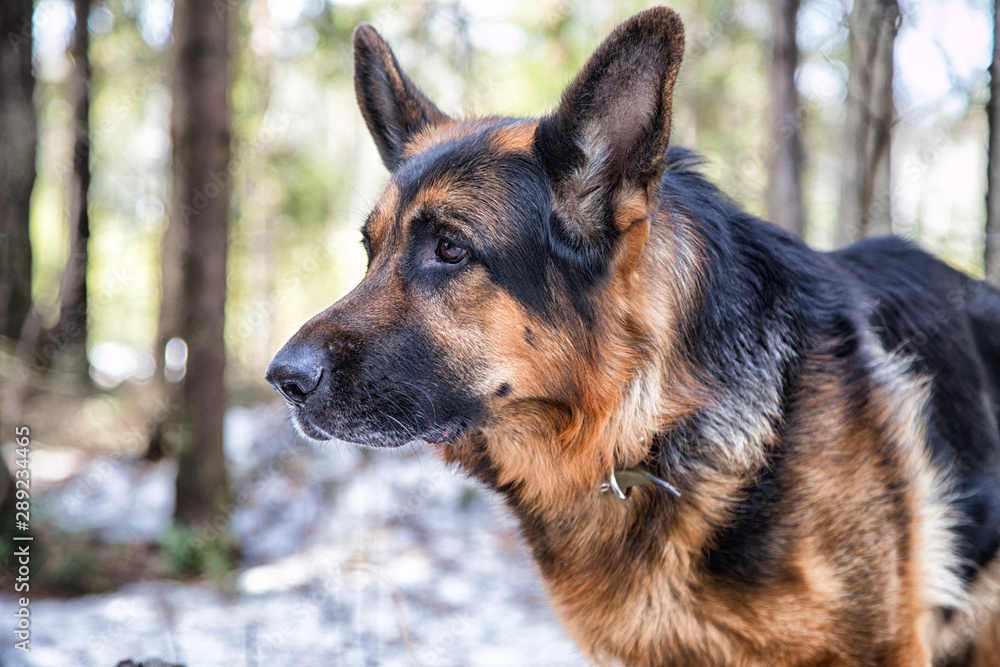 Dog German Shepherd in the forest in an early spring