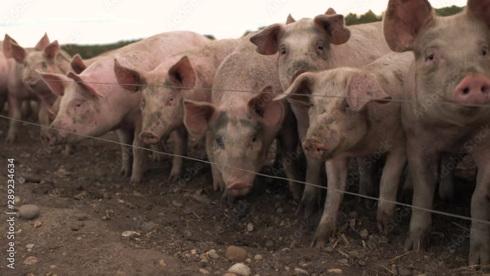 Pigs in a field in the UK cinematic slow motion shot Pigs in a field in the UK cinematic slow motion shot