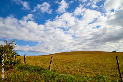 Spring landscape with white clouds on blue sky over yellow field with grass and forest in background