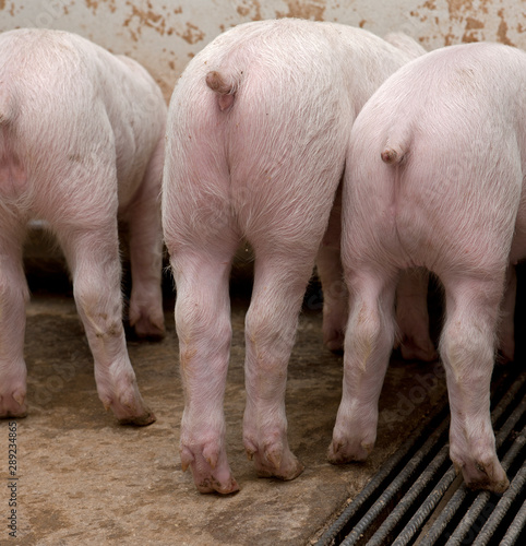 Piglets. Pigs in stable. Pig breeding. Netherlands