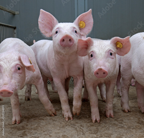 Piglets. Pigs in stable. Pig breeding. Netherlands © A