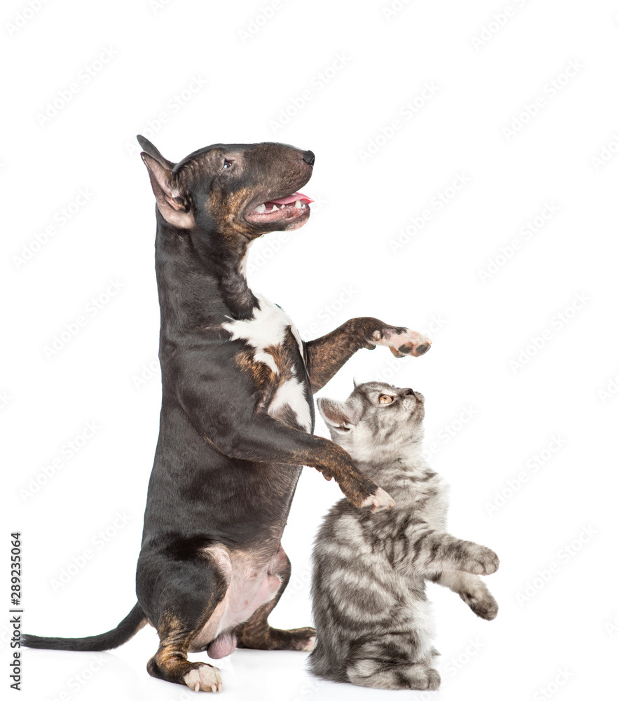 Miniature bull terrier dog and tabby kitten standing on hind legs in profile and looking up. isolated on white background