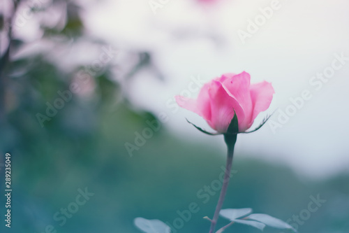 Background with beautiful rose flower from the garden