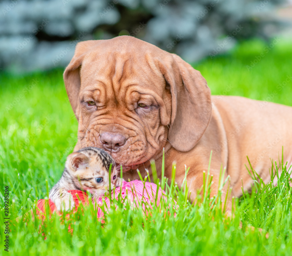Mastiff puppy hugging and sniffing baby bengal kitten on green summer grass Mastiff puppy hugging and sniffing baby bengal kitten on green summer grass