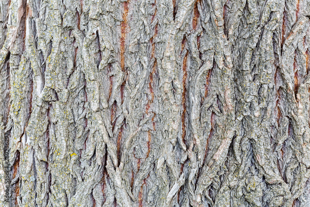 Detalle de la corteza de un sauce llorón. Salix babylonica. Detalle de la corteza de un sauce llorón. Salix babylonica.