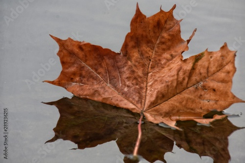 Autumn maple leaf on water reflection