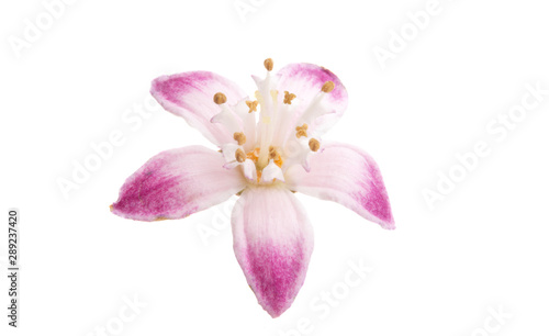 Deutzia flower isolated