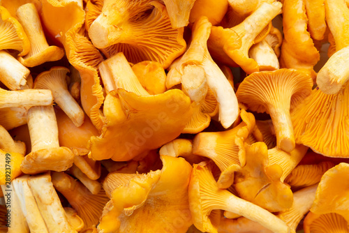 Photos Group of edible forest chanterelle mushrooms, top view, texture