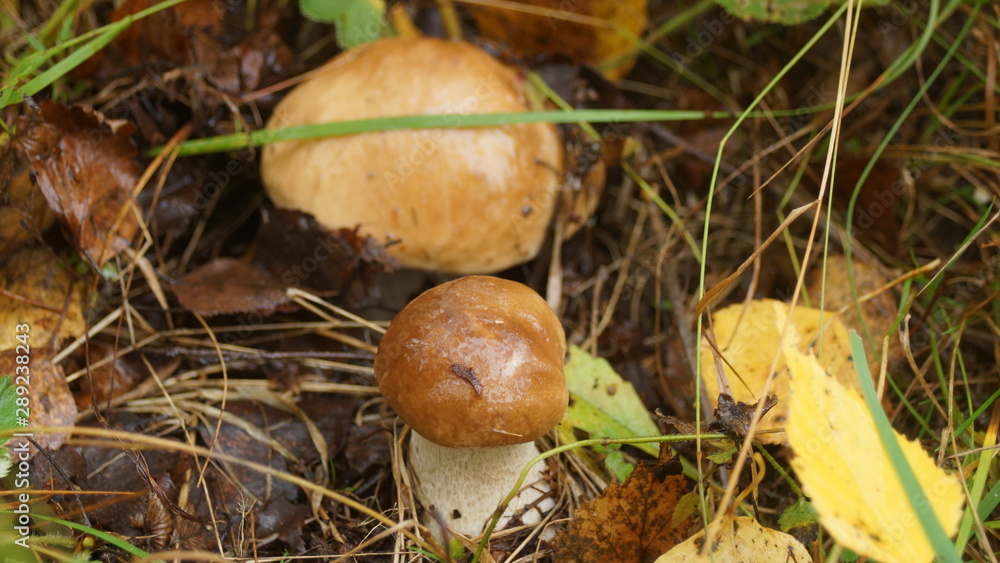 mushroom in the grass mushroom in the grass